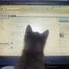 Meo