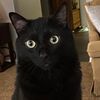 black.cat.mom0