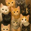 amoogattos