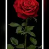 user3071178581101