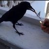 datcrow_needs_alight_caw