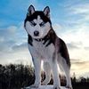 not_huskie