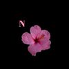 naye.7992