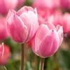 www.rhodora24