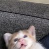 ilovecats_idkk