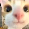 ckzelnxoer