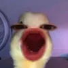 xinkgaichudeongu