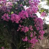 tien.quang34