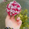 annayia91