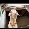 markhorgoat
