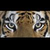 tiger_tiger0001