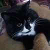 loracat91