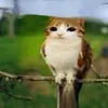 meowl_cat_owl