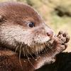 babyloutre5