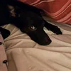 paperpendingsvs