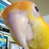 birdfromgoogle