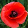 amapola4771