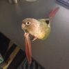 yubirby