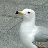 porziamargheritam
