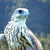 falcon_301_