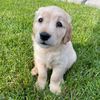 charlie.goldenpaws