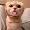 cutecat2700