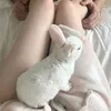 ghost_konig_tia