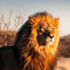 wildlife.nature243