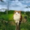mr_geroin123
