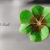 vn.anh46354