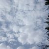 aybolek_2204