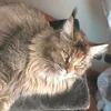 andy.the.mainecoon