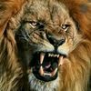 king.arab.allafat
