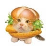 sturpidcheesecat_