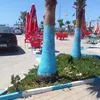 lamuacoco