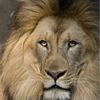 lionwoman50
