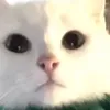 charliethewhitecat202