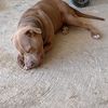 bruno71467