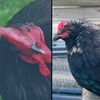 clucky.chickens