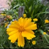 rosa.g.murilo