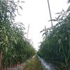 sahid.farm_