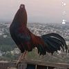 urbinaelhmorro2