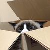 gryffinabox