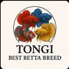 bestintongi
