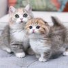 wild_cuteq
