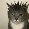 hellzq