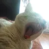 rkanubapa.r