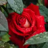messar.maessar