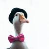 classygoose1