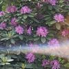 bloomingstarlily